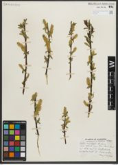 Foto von Salix myrtillifolia Anderson